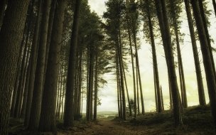 Fondo de pantalla de Forest 2560x1440 green light 5k