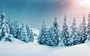 Fondo de pantalla de Forest 2560x1440 trees snow winter 5k