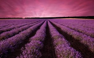 Fondo de pantalla de Lavender 2560x1440 field sky mountain provence france europe 5k