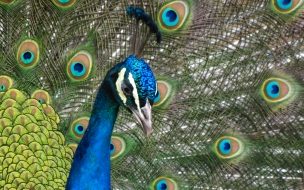 Fondo de pantalla de Pavo real