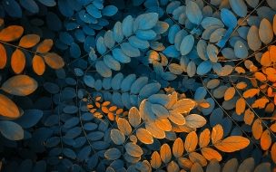 Fondo de pantalla de Leaves 2560x1440 autumn 4k