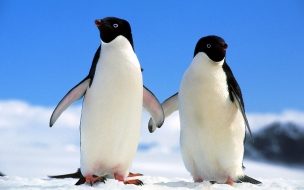 Fondo de pantalla de Fondo de pantalla pinguinos paseando