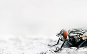 Fondo de pantalla de insecto