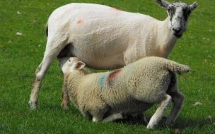 Fondo de pantalla de ovejitas peladas