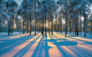 Fondo de pantalla de Winter 2560x1440 forest snow trees sunset 4k