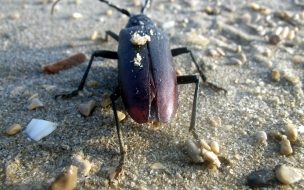 Fondo de pantalla de cucaracha