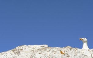 Fondo de pantalla de fondo de pajaro
