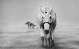 Fondo de pantalla de caballo blanco cansado