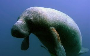 Fondo de pantalla de vaca marina