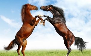 Fondo de pantalla de caballos jugando