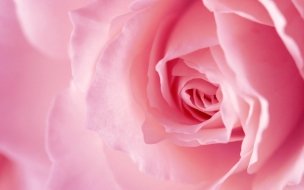 Fondo de pantalla de Flower 2560x1440 rose pink 4k