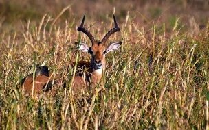 Fondo de pantalla de Antilope