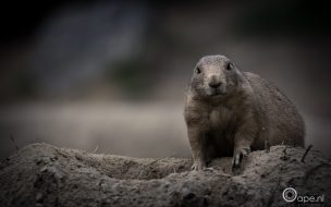 Fondo de pantalla de marmota