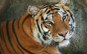 Fondo de pantalla de Fondo de pantalla tigre bonito