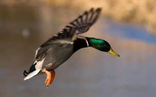 Fondo de pantalla de pato volando
