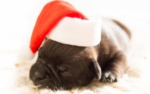 Fondo de pantalla de Christmas 2560x1440 new year puppy cute animals 4k