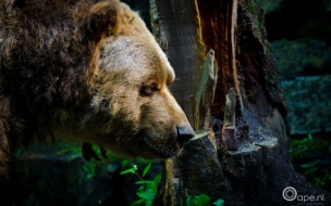 Fondo de pantalla de oso grizzly