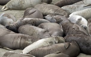 Fondo de pantalla de focas descansando