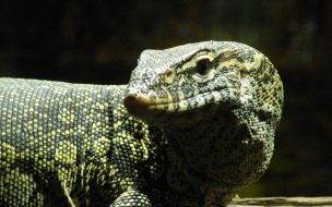 Fondo de pantalla de Dragon de comodo