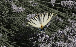 Fondo de pantalla de mariposa hermosa