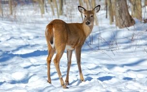 Fondo de pantalla de venado en la nieve