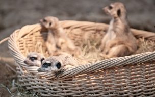 Fondo de pantalla de Sariguellas