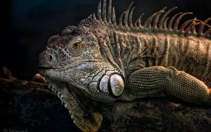 Fondo de pantalla de iguana enojada