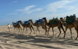 Fondo de pantalla de Expedicion de camellos