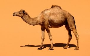 Fondo de pantalla de Camello solitario