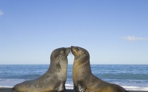 Fondo de pantalla de Foquitas besandose