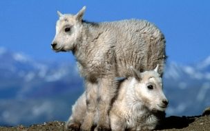 Fondo de pantalla de Terneros juguetones