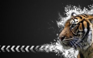Fondo de pantalla de Fondo de pantalla tigre con fondo negro