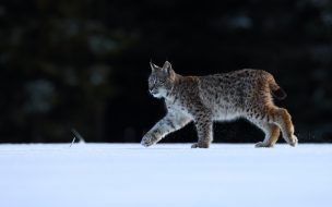 Fondo de pantalla de Fondo 0515 166914 distanciarme de los mentirosos gato caracal wildcat gatito 5888x3556 5888