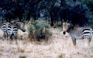 Fondo de pantalla de Zebras