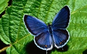 Fondo de pantalla de Fondo de pantalla mariposa azul