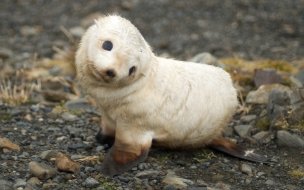 Fondo de pantalla de Baby seal wallpaper