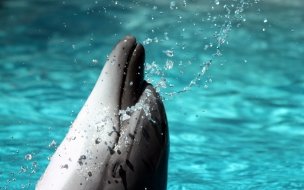 Fondo de pantalla de Fondo de pantalla delfin jugueton