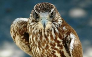 Fondo de pantalla de Fondo de pantalla halcon mirando
