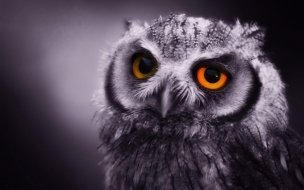 Fondo de pantalla de Eagle Owl wallpaper