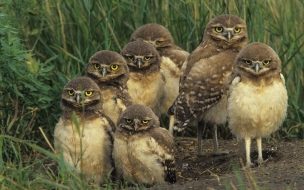 Fondo de pantalla de Fondo de pantalla aves graciosas