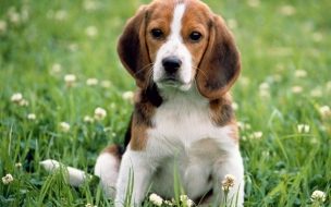 Fondo de pantalla de Beagle Apple Park Dog Animal Wallpaper