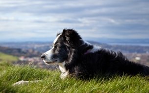 Fondo de pantalla de Fondo de pantalla perro acostado en cesped