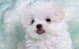 Fondo de pantalla de Fondo de pantalla perrito muy tierno