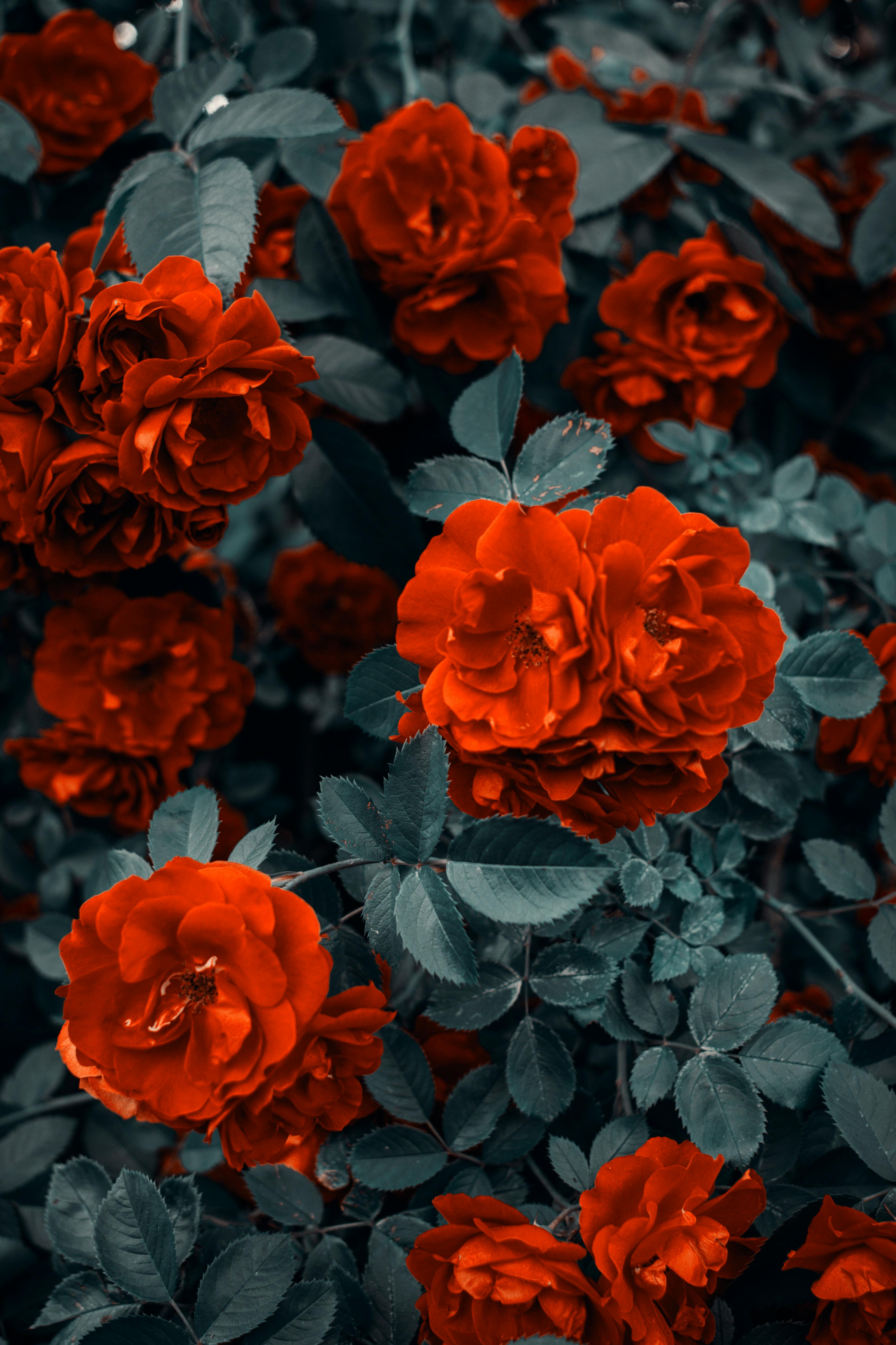 Fondo de Pantalla de 1187079_file.jpeg