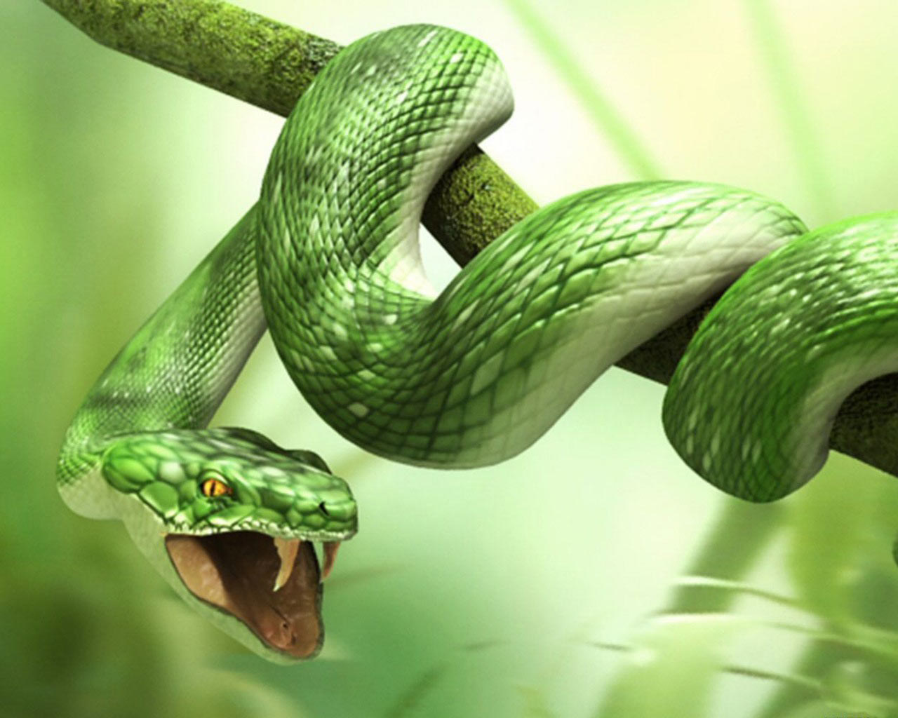 Animals Snake Wallpapers