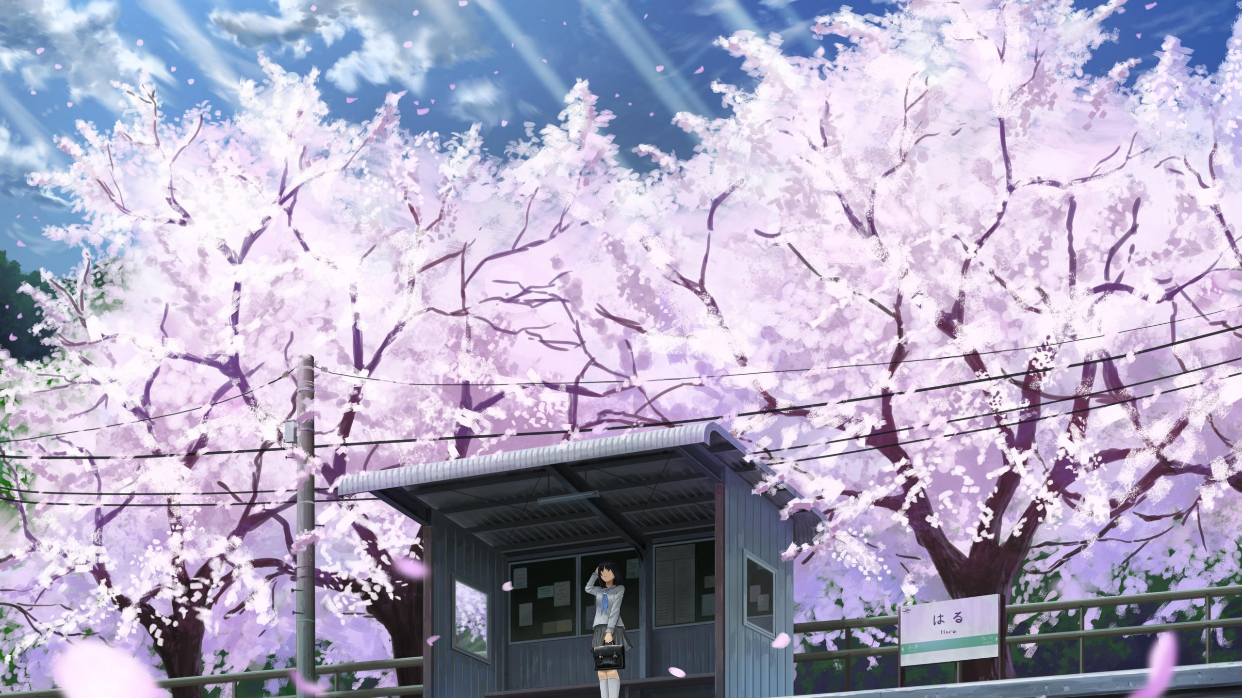 Anime 2560x1440 girl cherry 4k