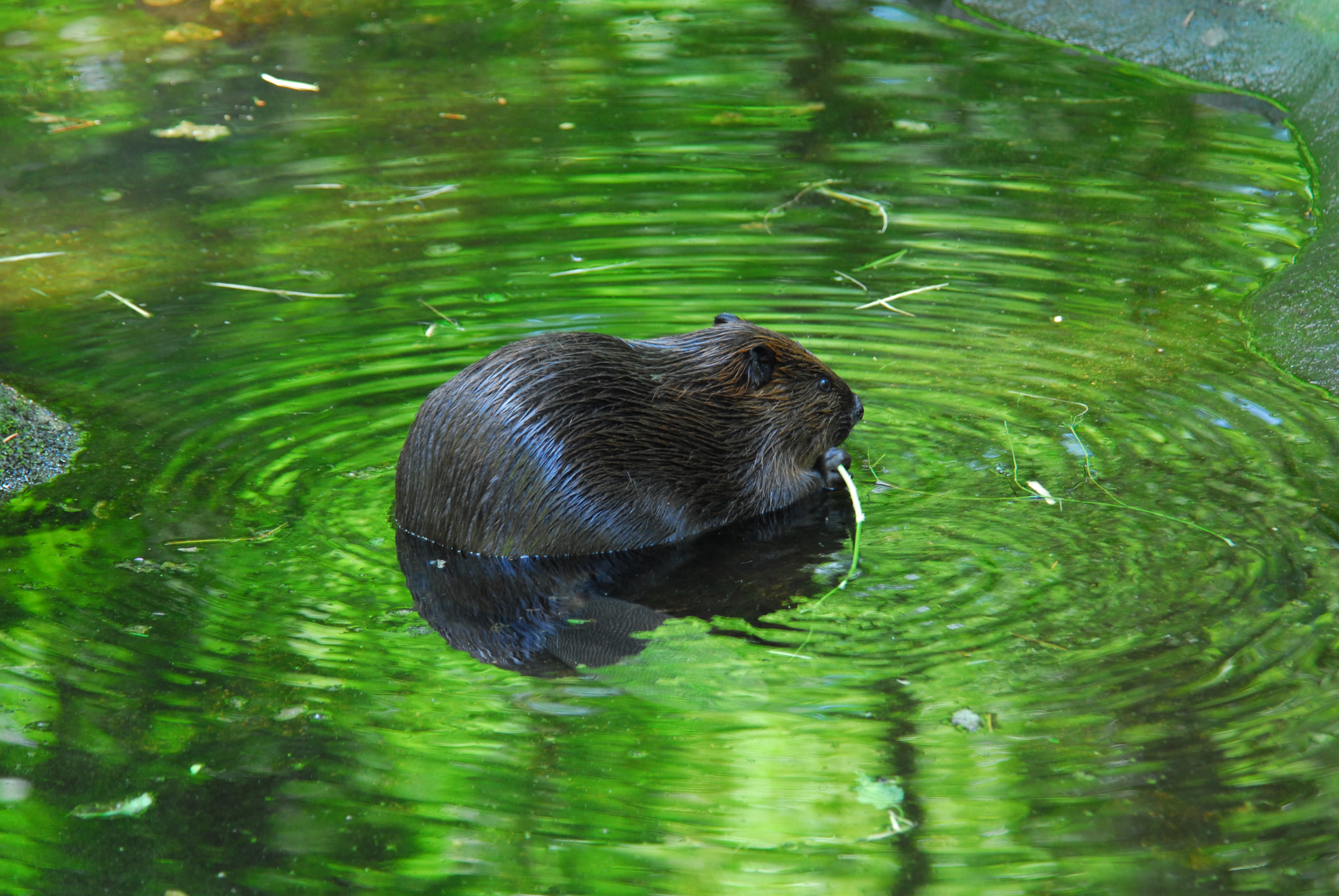 Castor comiendo