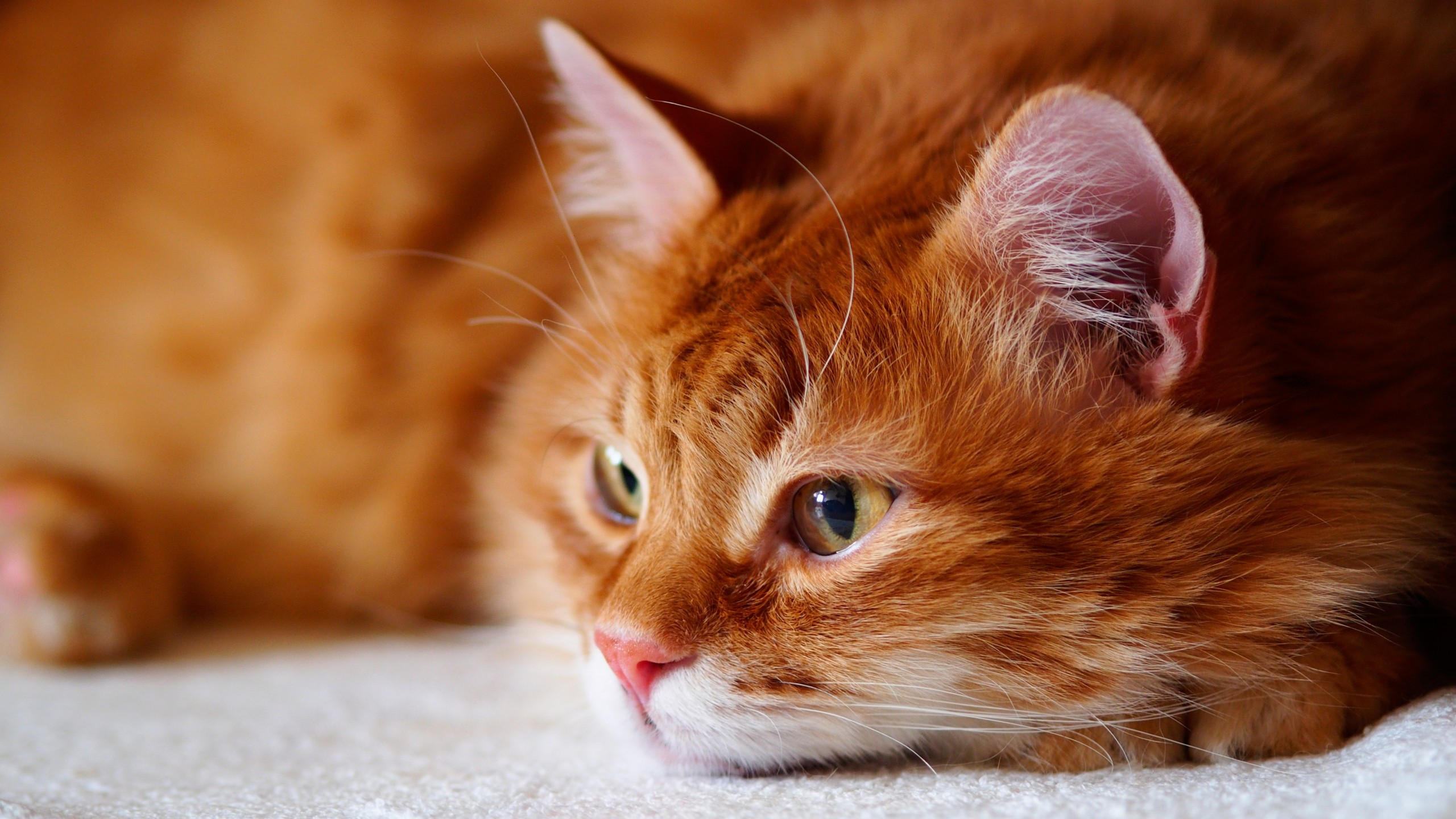 Cat 2560x1440 brown 4k