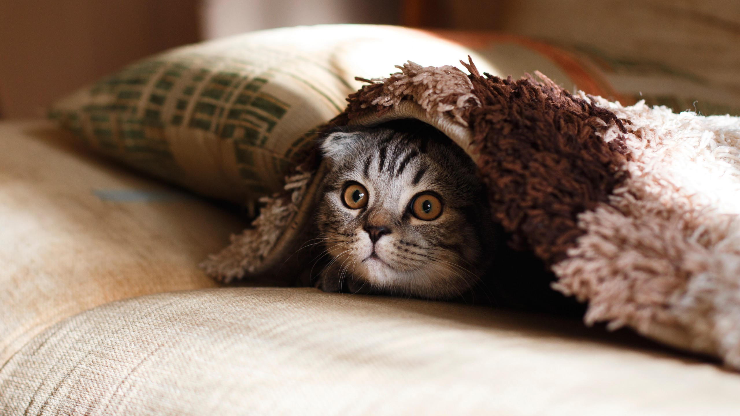 Cat 2560x1440 funny animals 4k