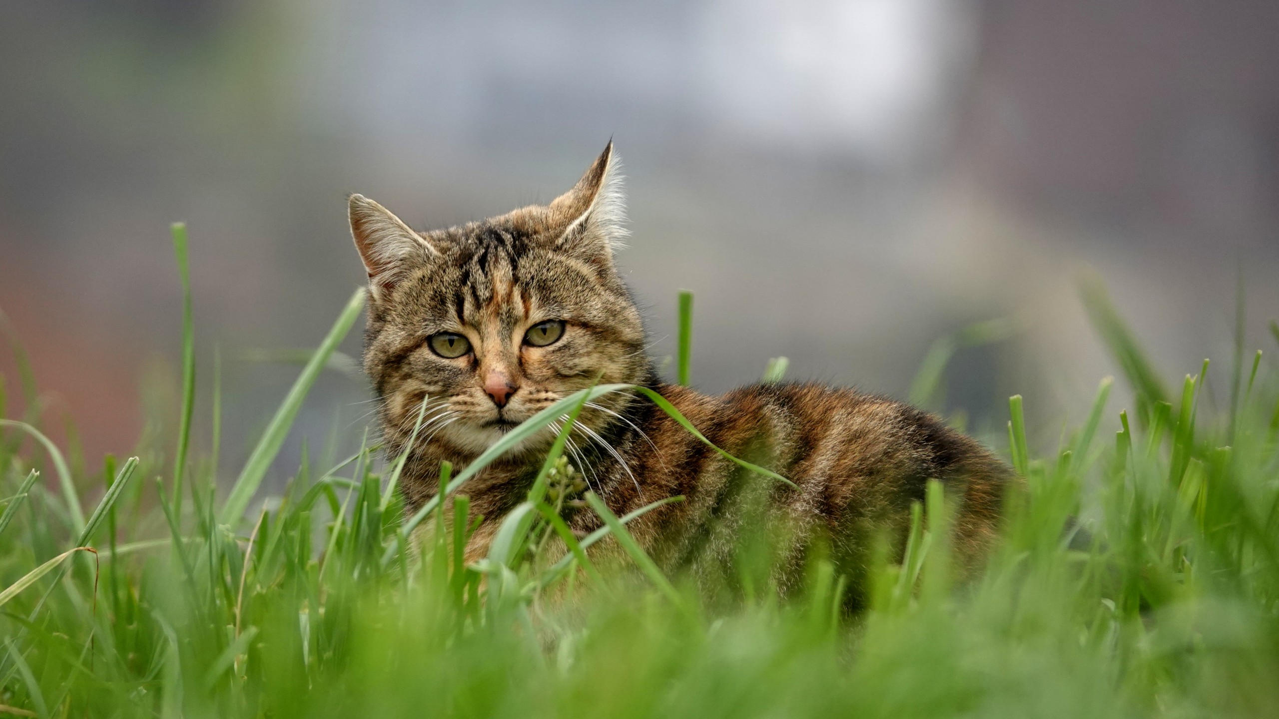 Cat 2560x1440 grass 5k